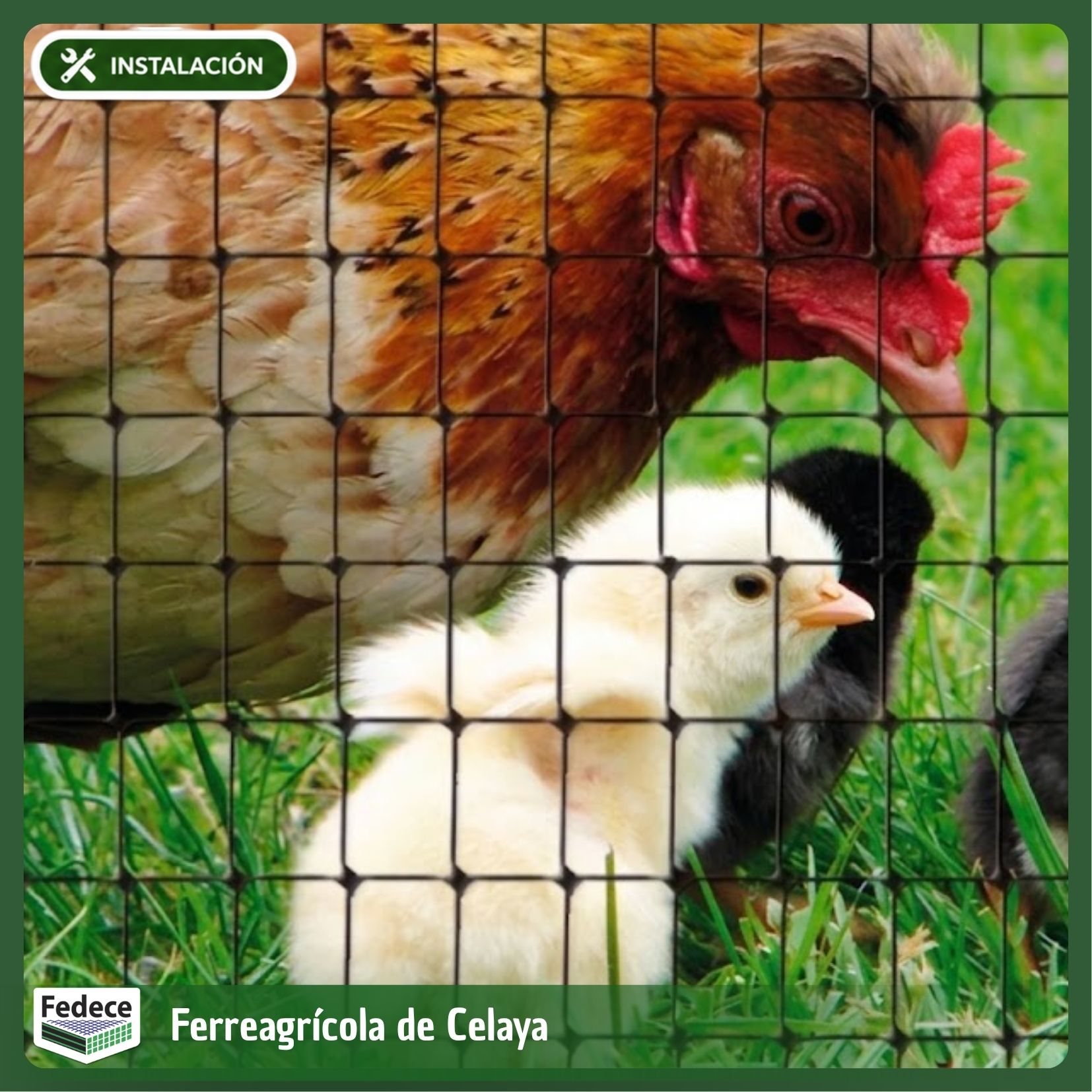 MALLA GALLINERA