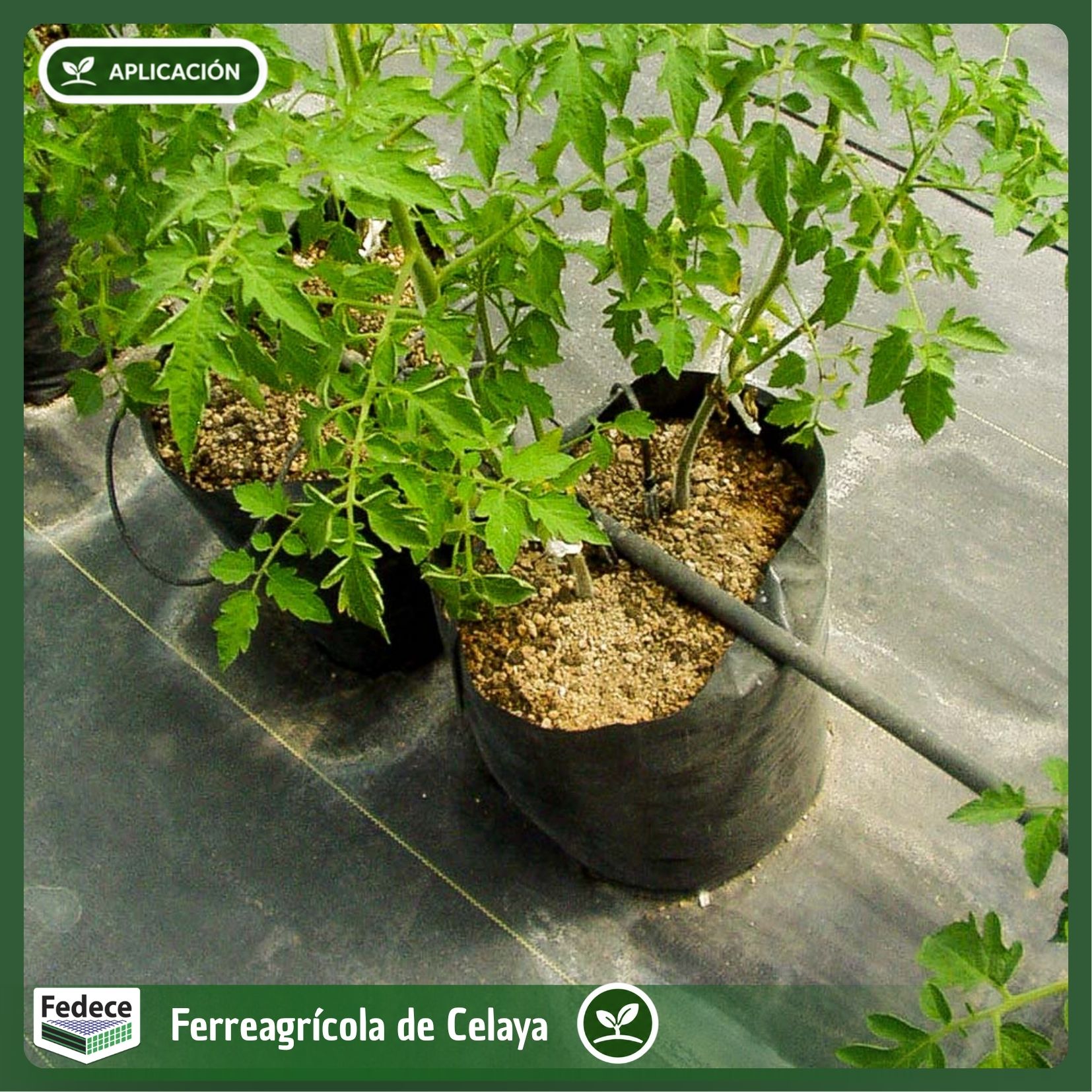 BOLSA HIDROPÓNICA DE GROUND COVER