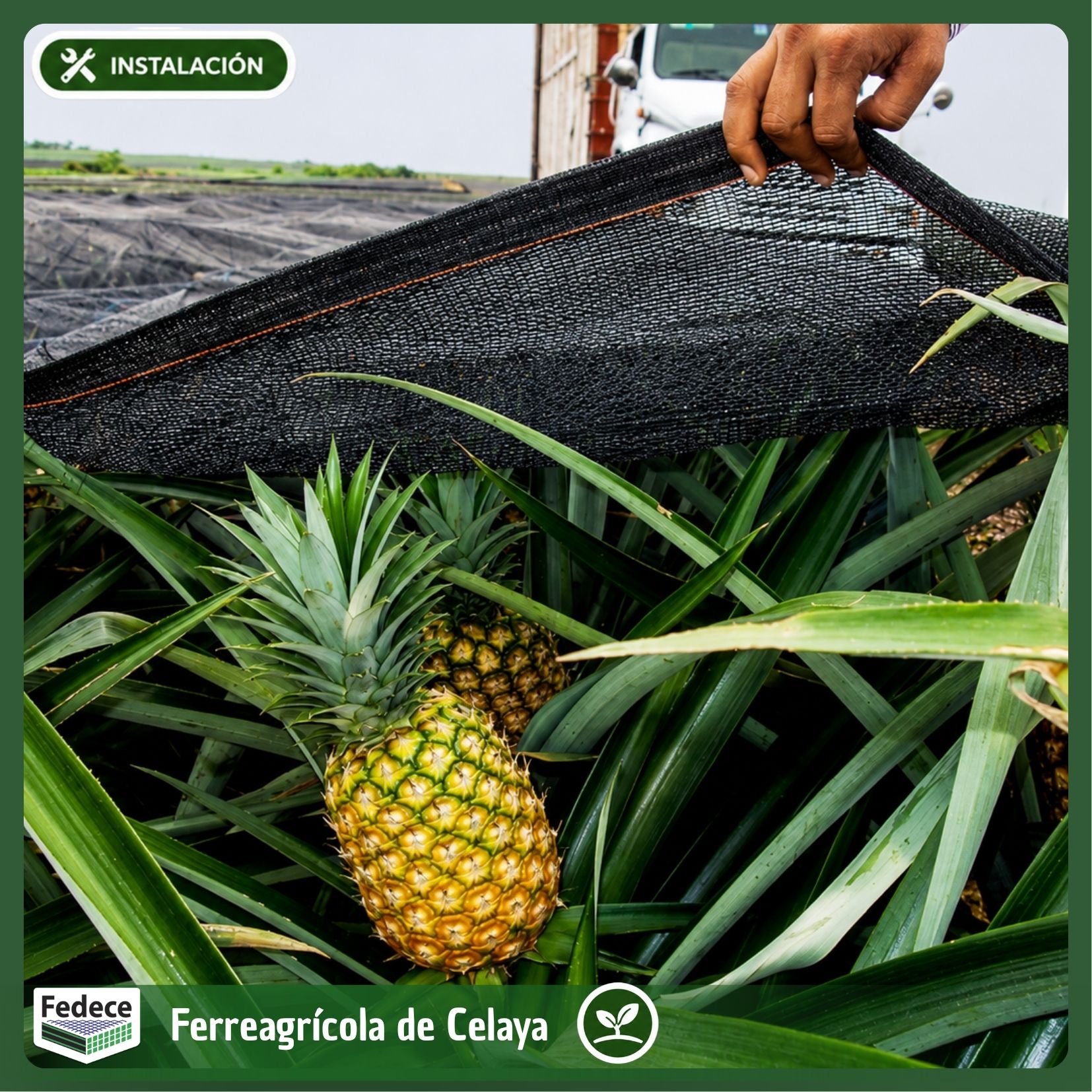 MALLA HIBRIDA PARA PIÑA