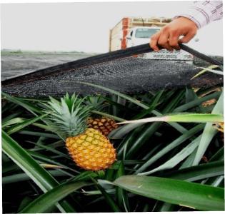 Malla Híbrida para Piña