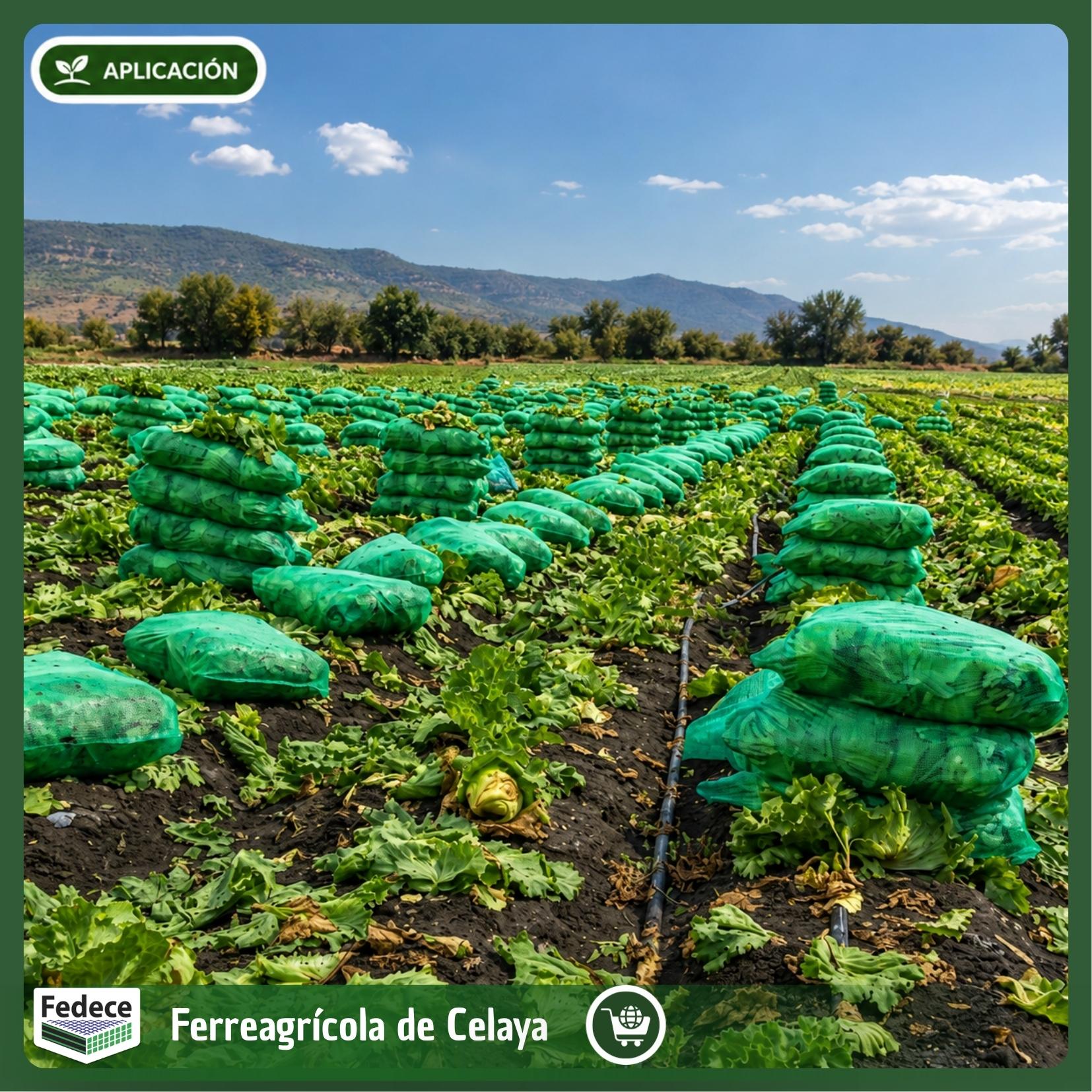 BOLSA PARA LECHUGA