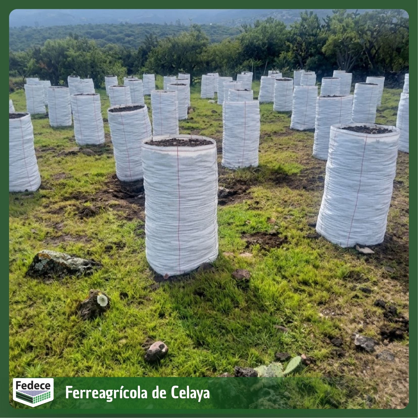 Costal de ground cover