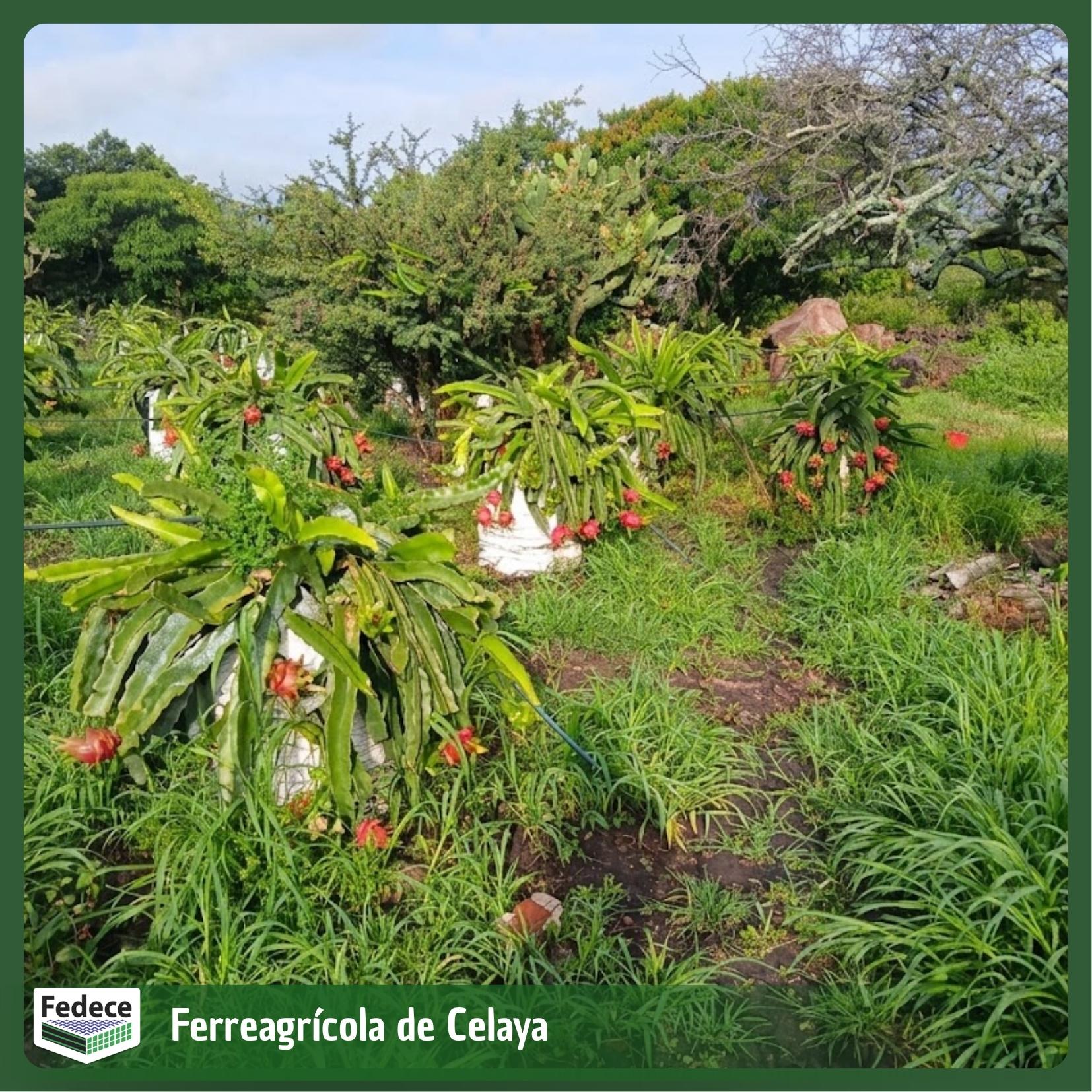 Costal de ground cover